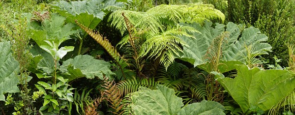 Fern (Tracheophyta) and Giant rhubarb (Gunnera manicata)