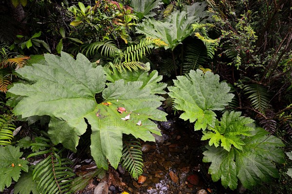 Giant rhubarb (Gunnera manicata) in the temperate rainforest