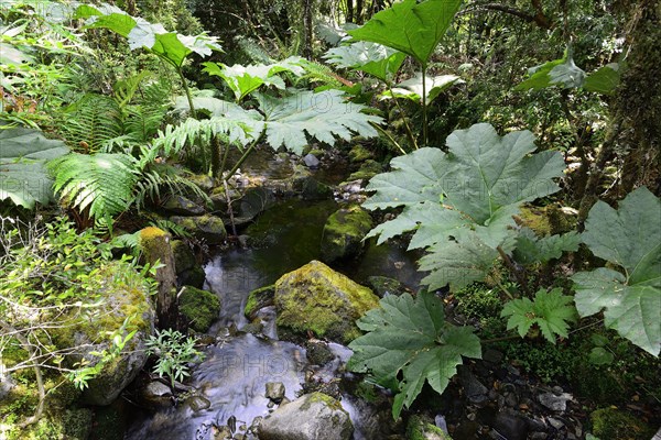 Giant rhubarb (Gunnera manicata) and ferns (Tracheophyta) by the stream