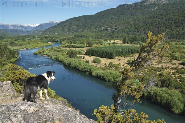 Border Collie on a viewpoint over the river valley of the Rio Futaleufu