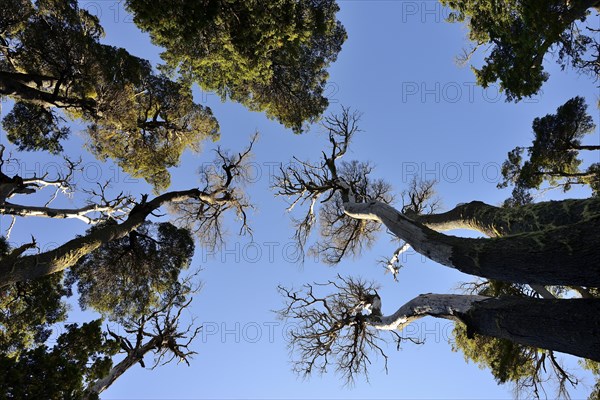 View into the treetops