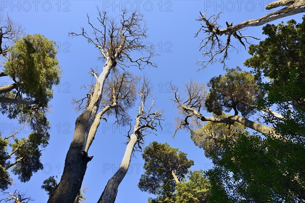 View into the treetops