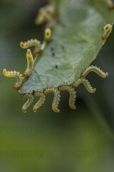 Orchard Ermine (Yponomeuta padella) on leaf of an apple tree