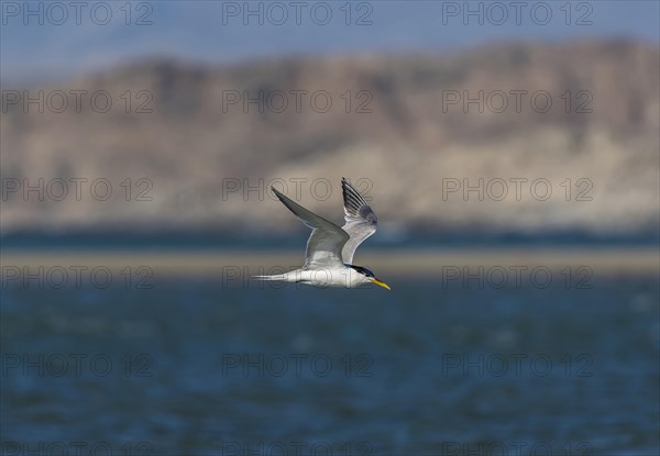 Greater crested tern (Thalasseus bergii) flying over sea