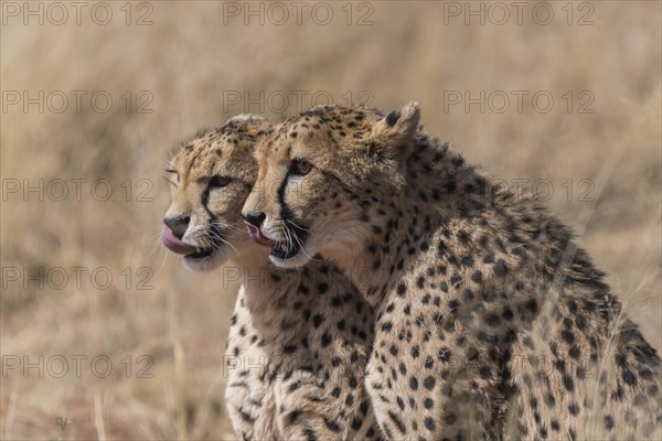 Two cheetahs (Acinonyx jubatus) on lookout