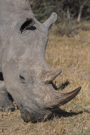White rhinoceros (Ceratotherium simum) grazing
