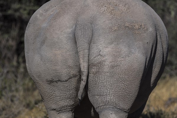 White rhinoceros (Ceratotherium simp)