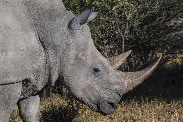 White rhinoceros (Ceratotherium simum)