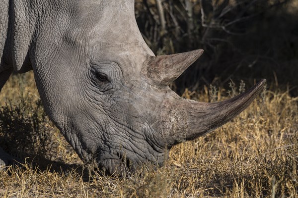 White rhinoceros (Ceratotherium simum) grazing