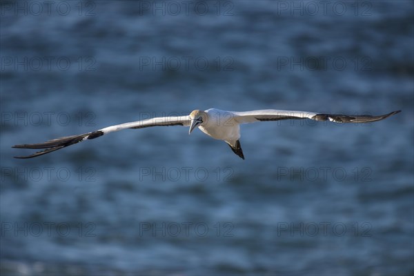 Cape gannet (Morus capensis) in flight by Bird Island in Lambert's Bay