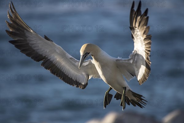 Cape gannet (Morus capensis) in flight by Bird Island in Lambert's Bay