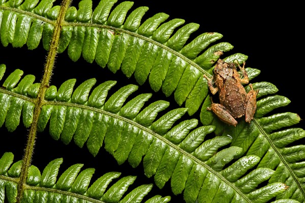 Neotropical frog (Pristimantis bellator) Tapichalaca nature reserve