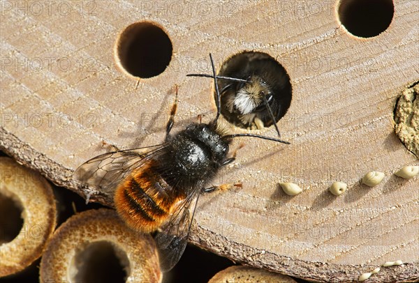 Hatching red mason bee (Osmia bicornis)