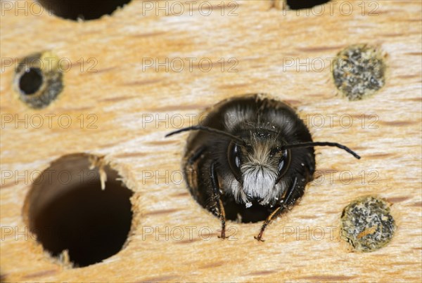 Hatching red mason bee (Osmia bicornis)