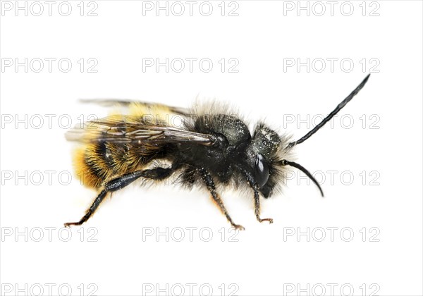 Red Mason Bee (Osmia bicornis)