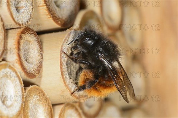 Hornfaced bee (Osmia cornuta)