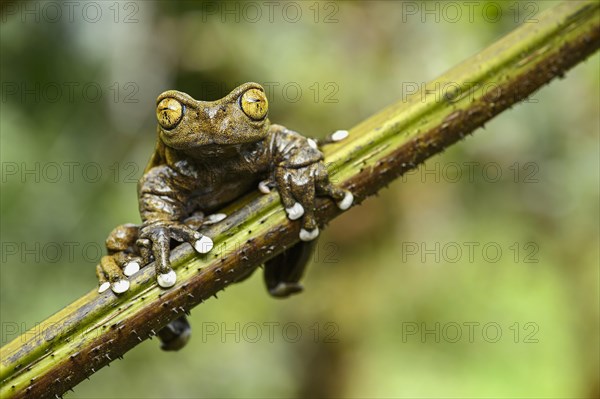 Endemic neotropical frog Tapichalaca Torrenteer (Hyloscirtus Tapichalaca)