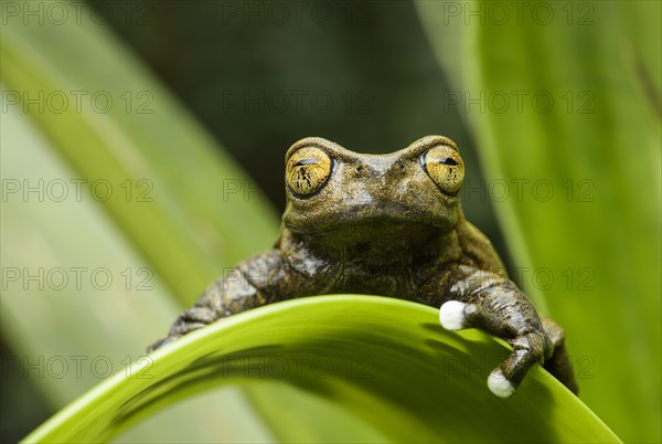 Endemic neotropical frog Tapichalaca Torrenteer (Hyloscirtus Tapichalaca)