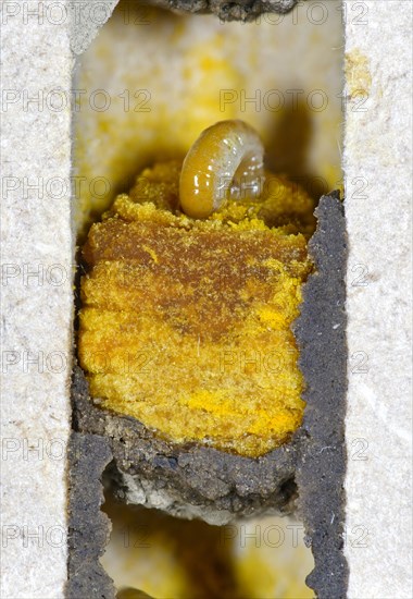 Larva of horned mason bee (Osmia cornuta) eats pollen Nektarbrei