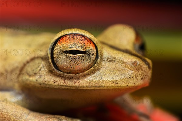 Gunther's banded tree frog (Hypsiboas fasciatus)