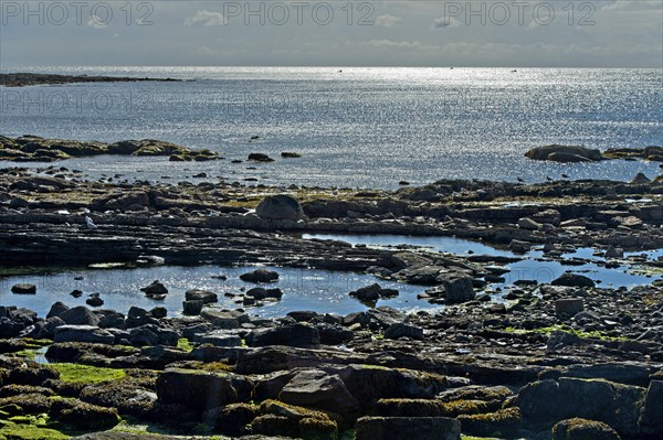 Tide pools in the evening