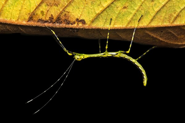 Neotropical stick insect (Oreophoetes sp.)
