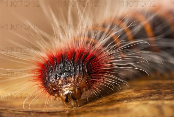 Caterpillar of neotropical skipper butterfly (astraptes fulgerator)