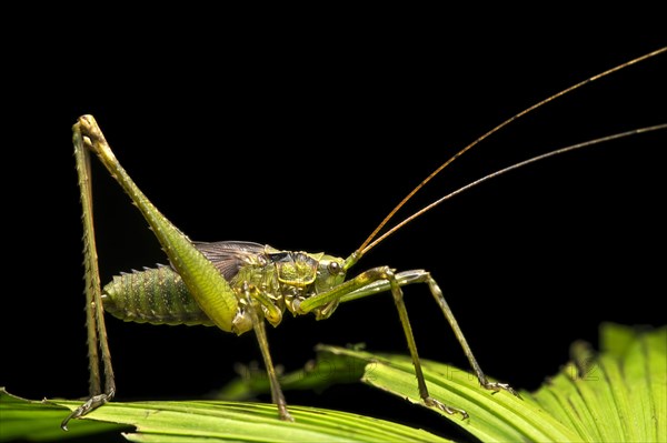 Neotropical katydid (Tettigoniidae)