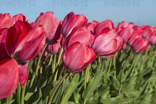 Field of red tulips (Tulipa sp.)