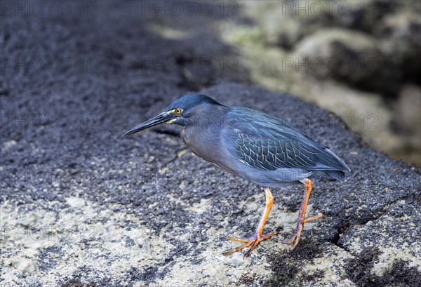 Striated Heron (Butorides striatus)