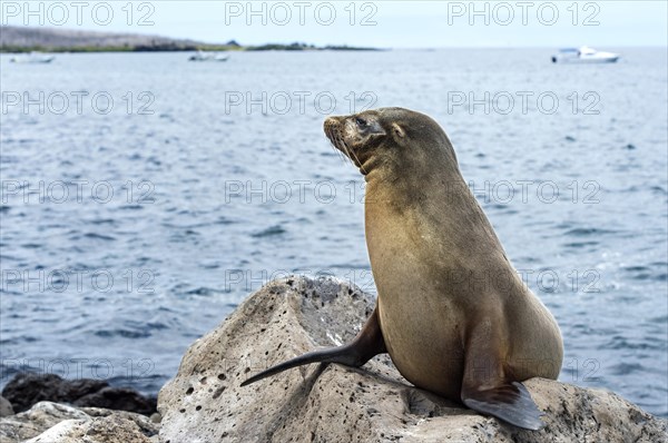 Galapagos sea lion (Zalophus wollebaeki) on lava rocks