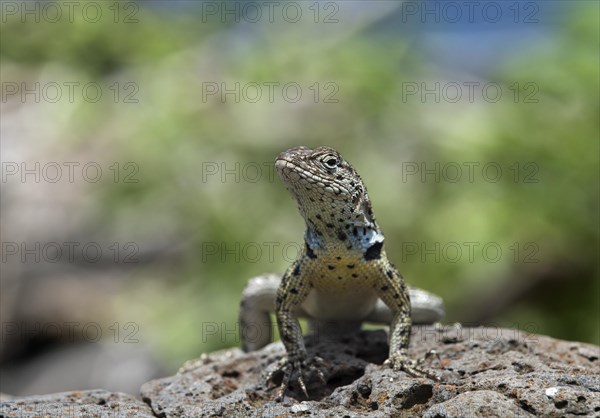 Floreana lava lizard (Microlophus grayii)