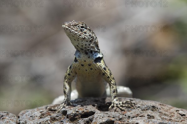 Floreana lava lizard (Microlophus grayii)