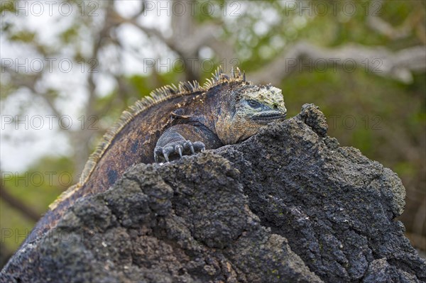 Sea Lizard (Amblyrhynchus cristatus albemarlensis) lies on rock