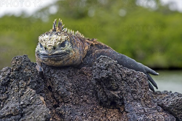 Sea Lizard (Amblyrhynchus cristatus albemarlensis) lies on rock