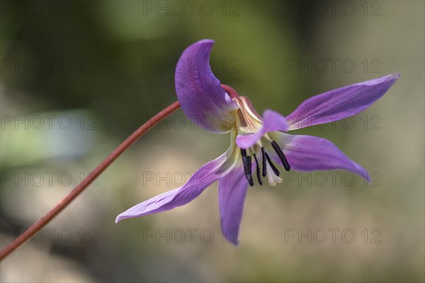 Dog's tooth violet (Erythronium dens-canis)