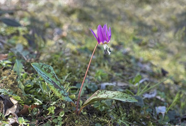 Dog's tooth violet (Erythronium dens-canis)