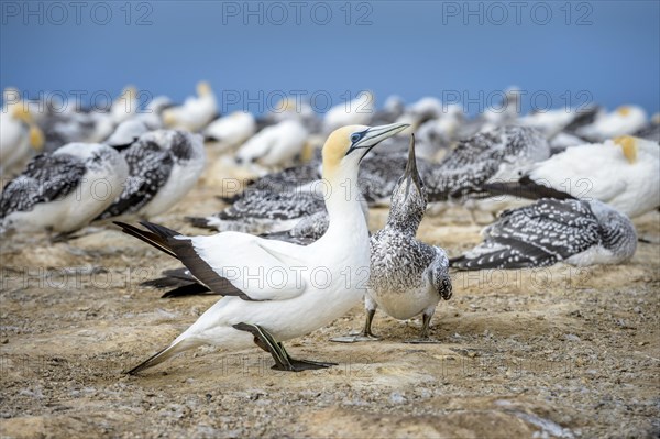 Australasian gannet (Morus serrator) with young animal