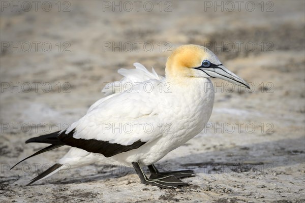 Australasian gannet (Morus serrator)