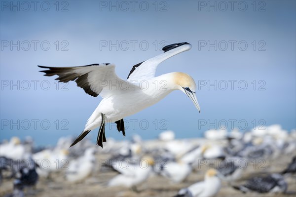 Australasian gannet (Morus serrator) in flight