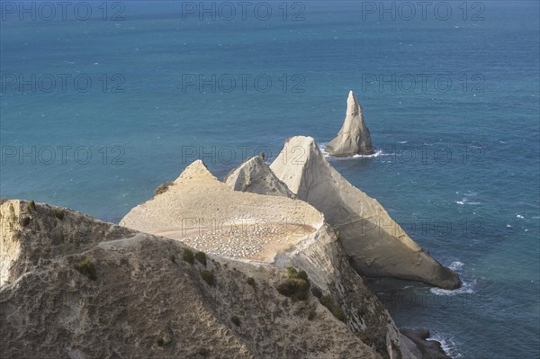 Australasian gannet (Morus serrator) on a promontory at Cape Kidnappers