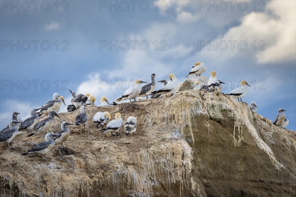 Australasian gannet (Morus serrator) on rocks