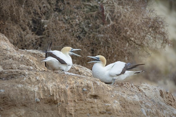 Australasian gannet (Morus serrator) on rocks