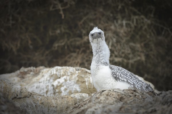 Australasian gannet (Morus serrator)