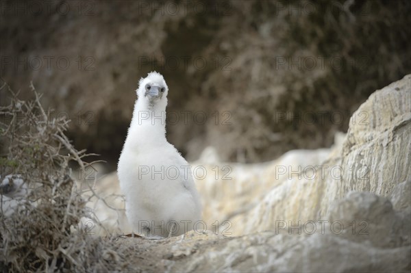 Australasian gannet (Morus serrator)