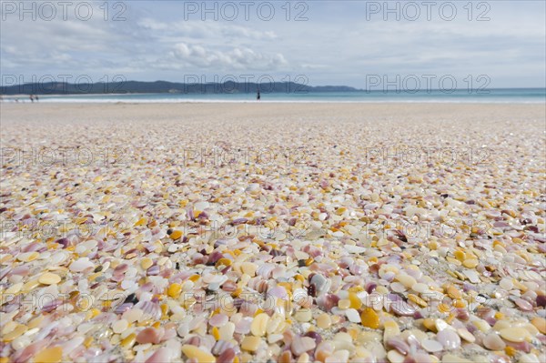 Colorful polished fragments of shell shells on the beach Rarawa Beach