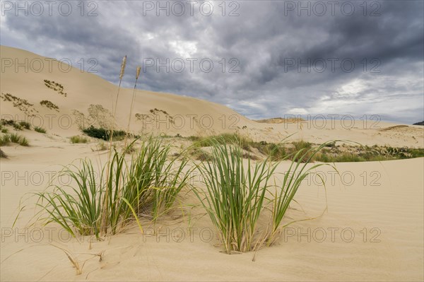 Sanddune at Ninety Mile Beach