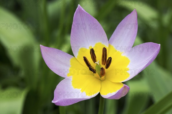 Yellow-purple tulip