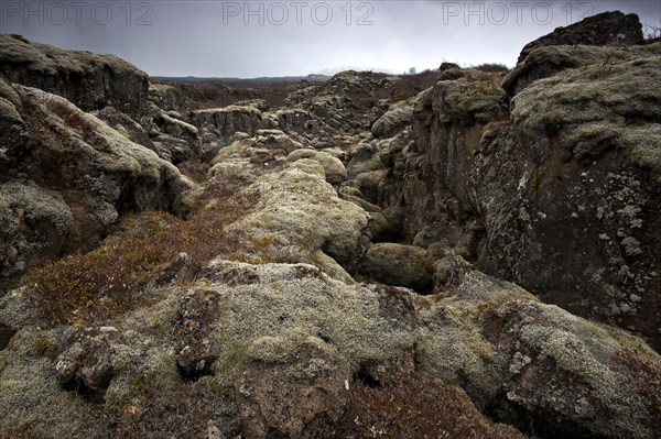 moss-covered lava rock at Thingvellir