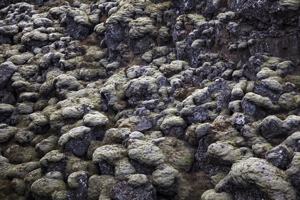 moss-covered lava rock at Thingvellir